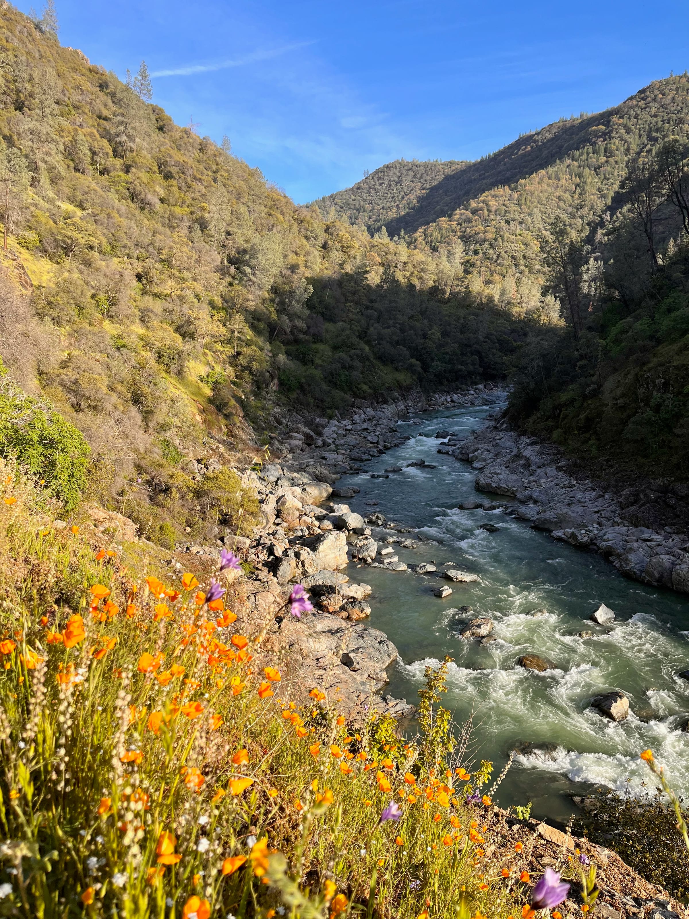 Poppies above the South Yuba River canyon on Buttermilk Bend Trail